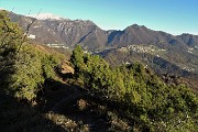 56 Scendendo tra pini mughi con vista in Alben, Suchello, Costa Serina